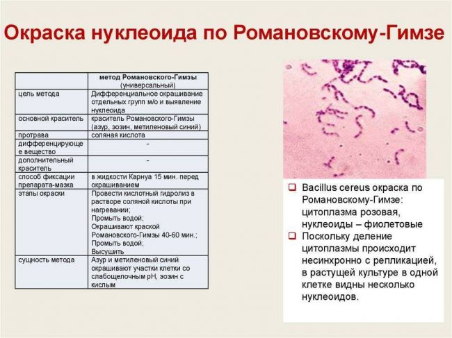 Методы как инструменты изучения бактерий их основных свойств