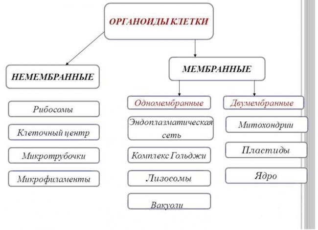 Основные методы лабораторного выявления бактерий