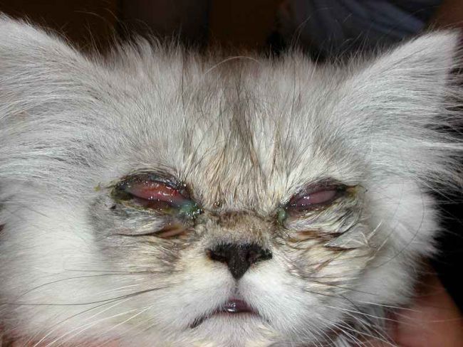 Коронавирусная инфекция кошек. fecv - feline enteric coronavirus.вирусный перитонит кошек. fip- feline infectious peritonitis.