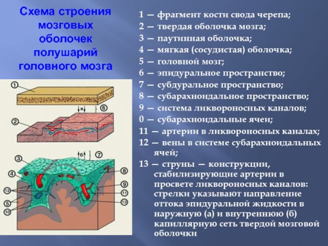 Анатомия: оболочки спинного мозга. твердая оболочка, паутинная оболочка, мягкая оболочка спинного мозга
