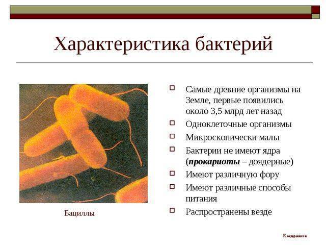 Что общего и какие различия между клетками растений, грибов, бактерий и животных?