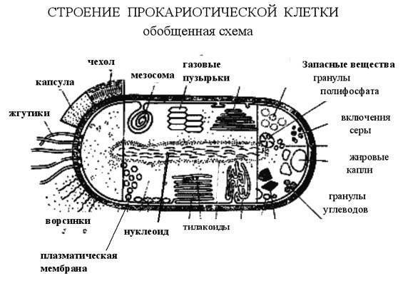 Каково строение бактериальных клеток, или все ли так просто, как кажется