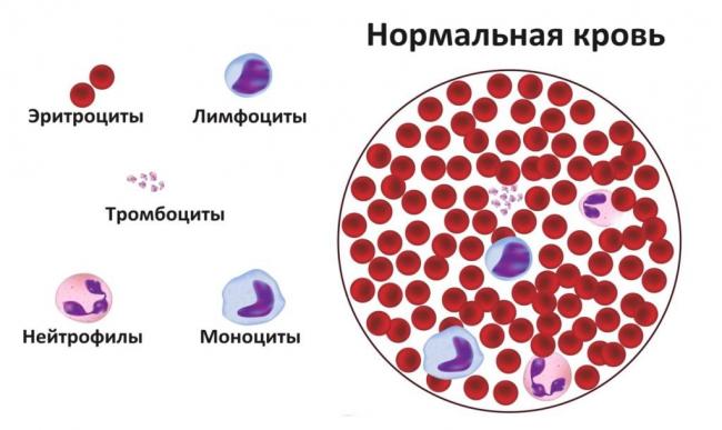 Лимфоциты — википедия с видео // wiki 2