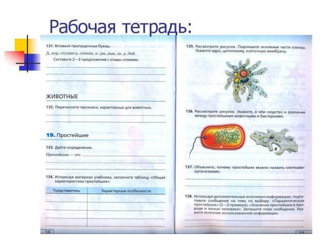 Разница между бактериями и простейшими. чем бактерии отличаются от простейших
