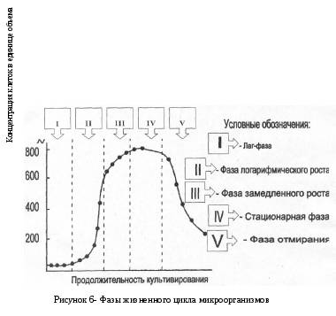 Периодическое культивирование. кривая роста - рост микроорганизмов - микробиология учебное пособие - красникова л. в. - троицкий мост 2012