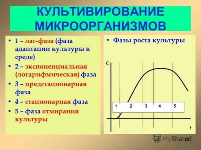 Рост и размножение бактерий — студопедия