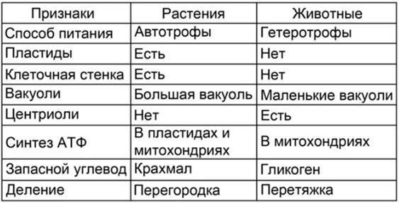 В чем заключаются главные отличия строения клеток бактерий и животных