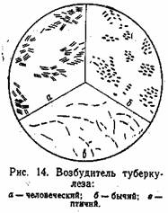 Сколько живет палочка коха и как убить возбудитель?