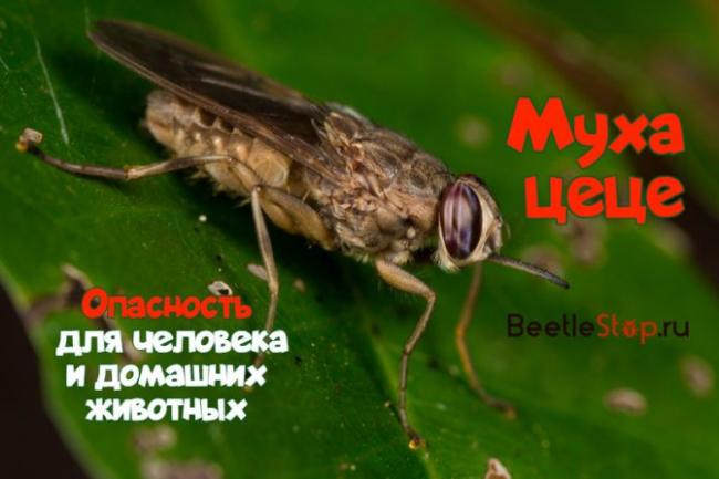 Симптомы, лечение и профилактика африканского трипаносомоза