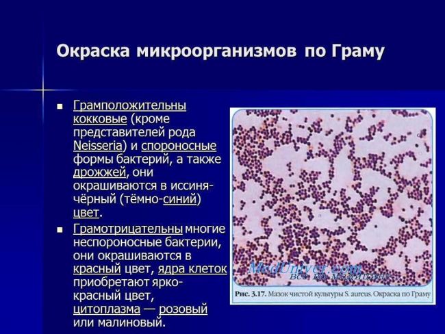 Функции бактерий с различных точек зрения