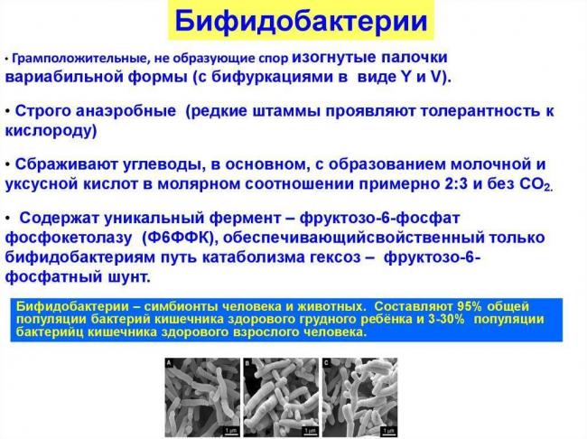Бифидобактерии для восстановления микрофлоры кишечника