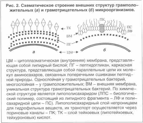 Антибиотики действующие на грамположительные и грамотрицательные бактерии