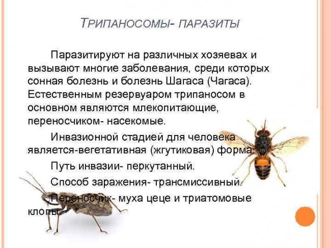 Сонная болезнь