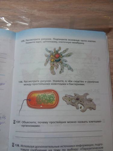 Разница между бактериями и вирусами