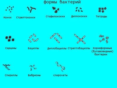 Строение бактериальной клетки