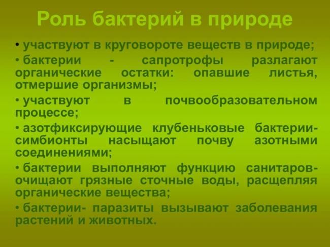 Роль бактерий в природе и жизни человека доклад, сообщение 5, 7 класс