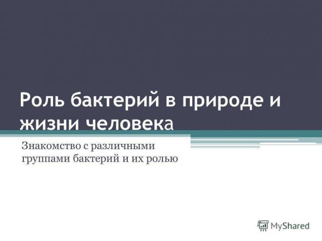 Бактерии и их значение в жизни растений