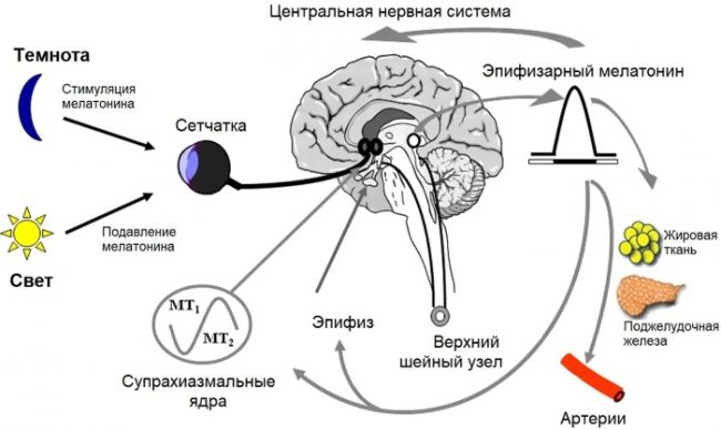 Меларитм: инструкция по применению и для чего он нужен, цена, отзывы, аналоги