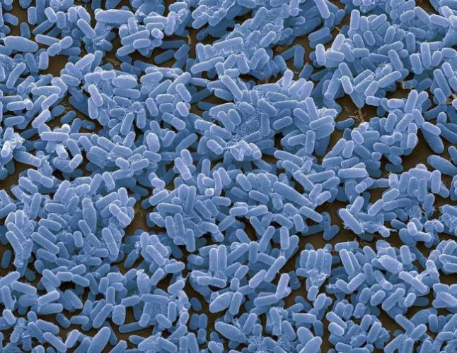 «субтильная» сенная бацилла – палочка bacillus subtilis