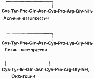 Антидиуретический гормон (вазопрессин, адг): функции, роль в организме