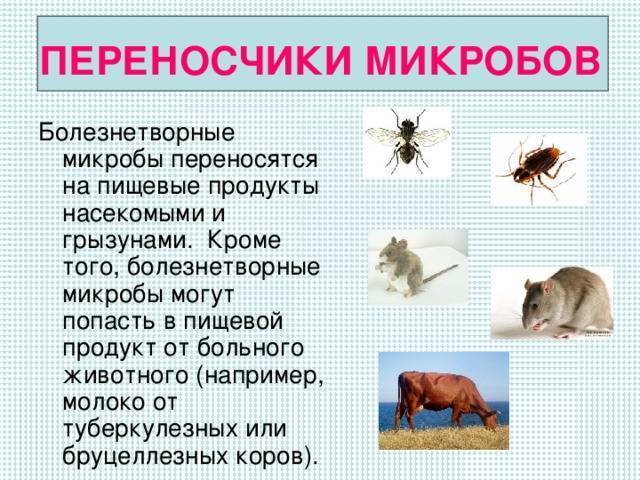 Полезные бактерии. роль и значение бактерий в жизни человека. фото