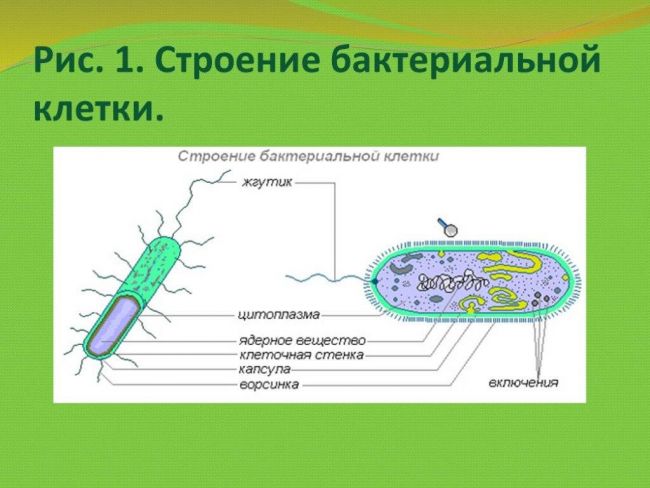 Значение бактерий в природе и жизни человека