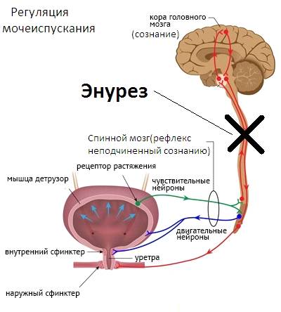 Энурез: причины, симптомы, диагностика и лечение