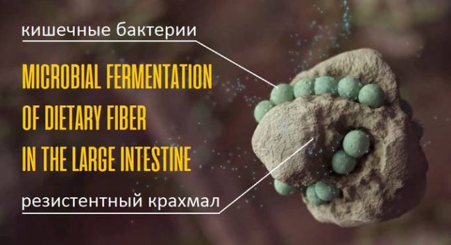 Что мы знаем о бактериях, которые едим?