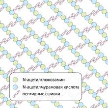 Секреты жизни в рибосомах бактерий