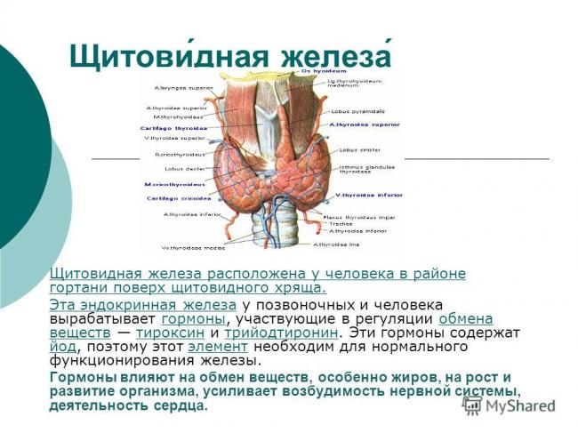 Первые симптомы болезни щитовидной железы у мужчин, методы лечения