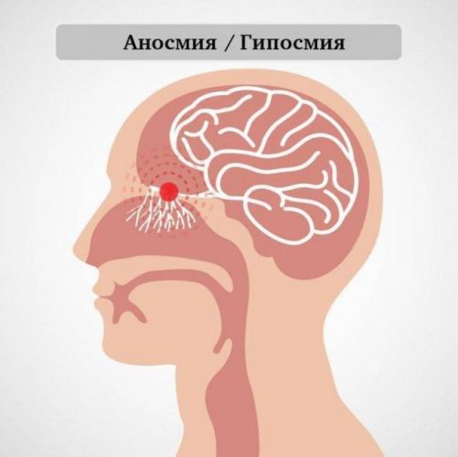 Потеря обоняния и вкуса при насморке — что делать? как восстановить в домашних условиях?