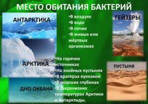 Роль бактерий в природе