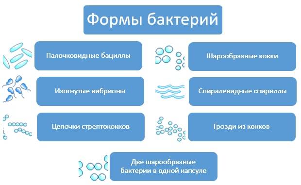 Грибы и бактерии