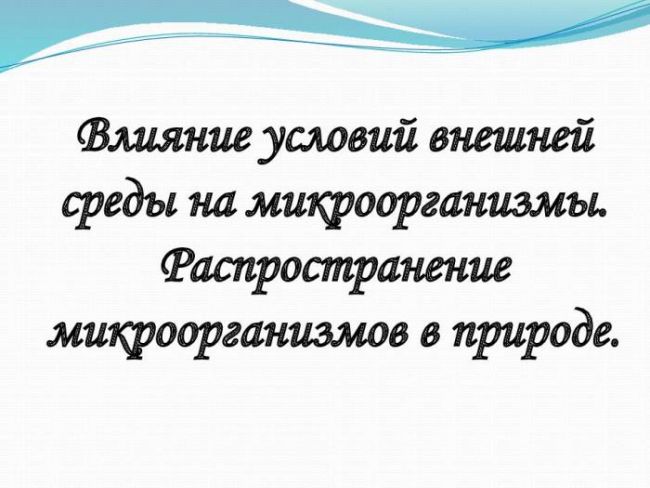 В каких продуктах содержатся пробиотики для кишечника – 10 лучших источников