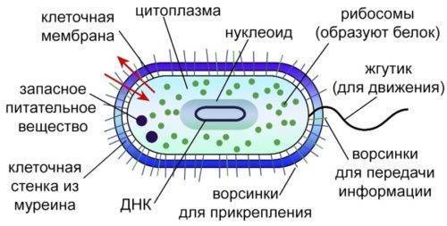 Строение бактерий