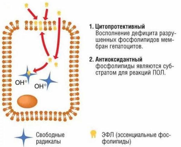 «эссенциале форте н»: инструкция по применению, цена, аналоги дешевле