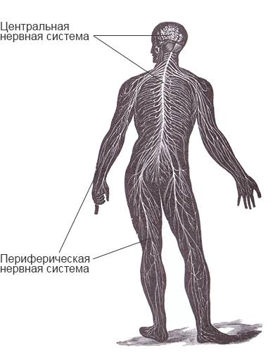 Периферическая нервная система — традиция