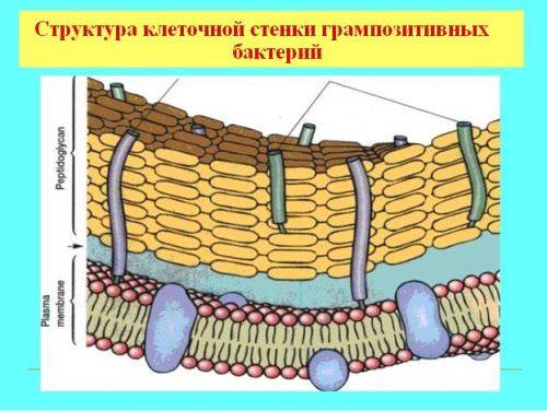 Грам-отрицательные бактерии вики