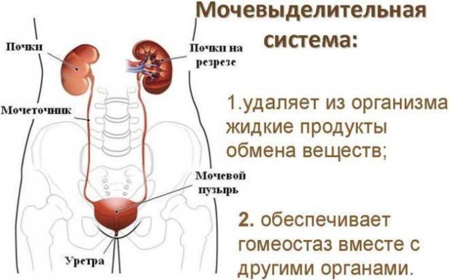 Диурез – виды, норма и патологические показатели