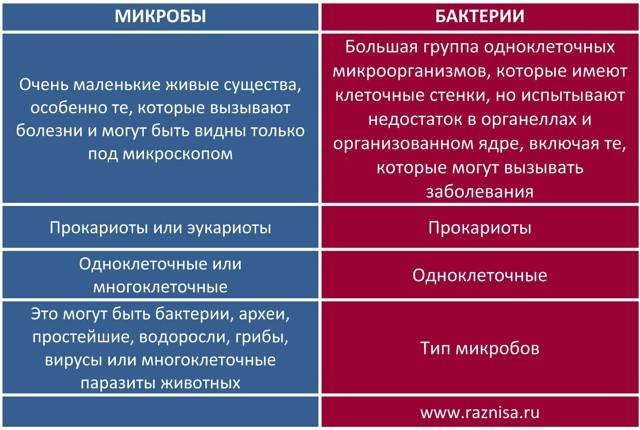 В чем заключаются главные отличия строения клеток бактерий и животных