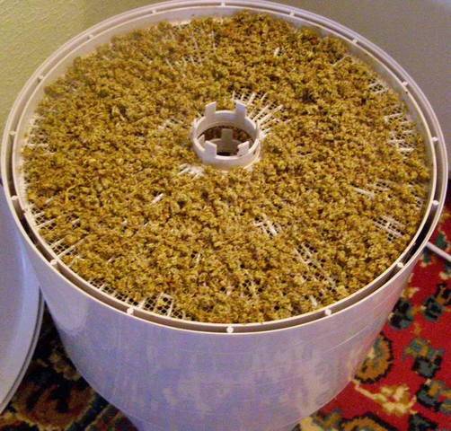 Использование сосновых почек от кашля: лучшие рецепты