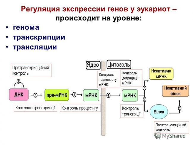 Презентация на тему: "регуляция экспрессии генов. известно, что гены определяют структуру всех молекул, из которых состоят клетки живых организмов, контролируют все метаболические.". скачать бесплатно и без регистрации.