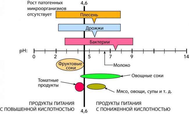 Рост и размножение бактерий
