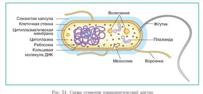 Структура бактериальной клетки. функции, строение и особенности бактериальной оболочки