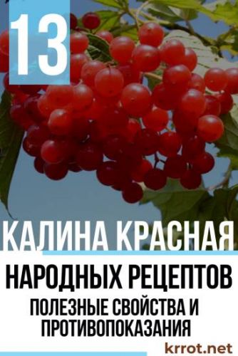 Как помогает калина при простуде