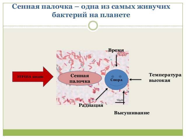 Аллергия на сенную палочку