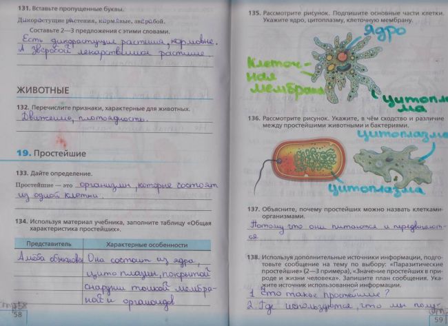 Чем бактерии отличаются от простейших