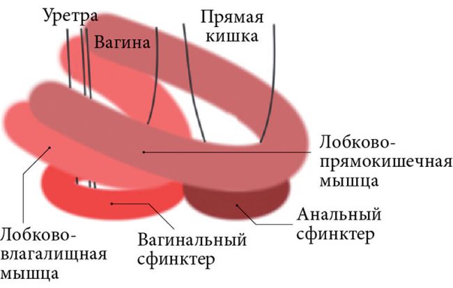 Пролапс тазовых органов у женщин: ой, что-то упало
