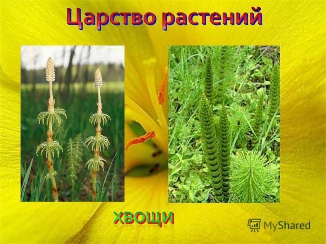 Презентация по окружающему миру на тему " царство живой природы. бактерии" ( 2 класс)