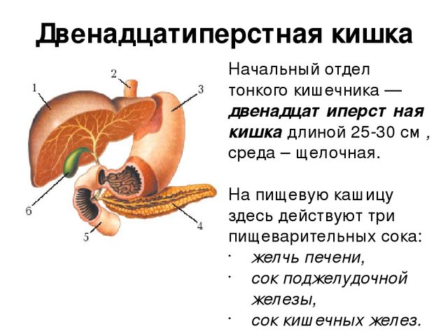 В печени вырабатывается желчь которая